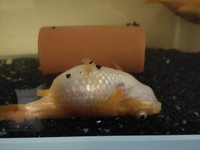 家の金魚の内の1匹がだいぶ前からお腹が膨れてて最近仰向けで水 Yahoo 知恵袋