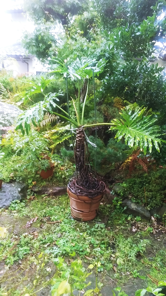観葉植物が大きくなりすぎ引き取っていただけませんか、鉢植え高さ170c 
