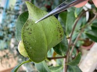 椿を購入して届いたばかりですが 葉に異常があり 購入先に問い合わせたと Yahoo 知恵袋