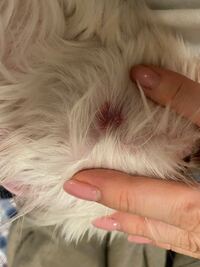 犬が何度も足でかいていたので 見たら真っ赤になっていました 耳下あ Yahoo 知恵袋