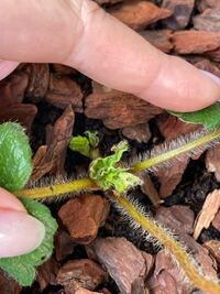 先日 いちごの苗をプランターに植えたのですが芽が傷んできたように見えま Yahoo 知恵袋