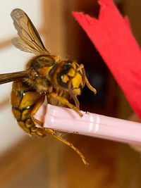 この蜂の種類を教えてください。 
