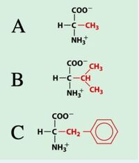 生物 化学について アミノ酸についてです 最も水に溶け Yahoo 知恵袋