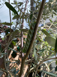 これはなんの幼虫でしょうか オリーブの木についていました Yahoo 知恵袋