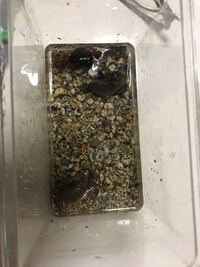 サワガニが冬眠してしまったのか 死んでしまったかわからない為 サワガニの生態 Yahoo 知恵袋