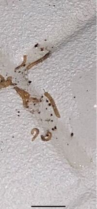 虫に詳しい方お願いします こちらはムカデの赤ちゃんで間違いないで Yahoo 知恵袋