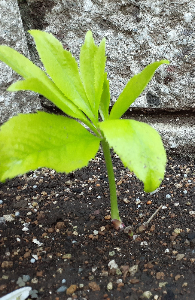 クリスマスローズの開花について昨年ポット苗を買いました 今年は開花する Yahoo 知恵袋