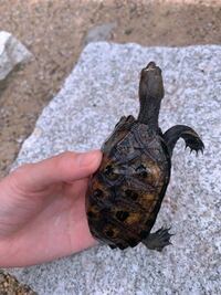 水棲亀を寿命で死ぬまで飼ってた人っているんですか 水棲亀を寿 Yahoo 知恵袋