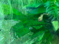熱帯魚の水槽内で透明な貝を見つけました 定期的に水槽内の確認 Yahoo 知恵袋