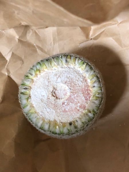 サボテンの胴切りについてです 先日 サボテンが根腐れし Yahoo 知恵袋