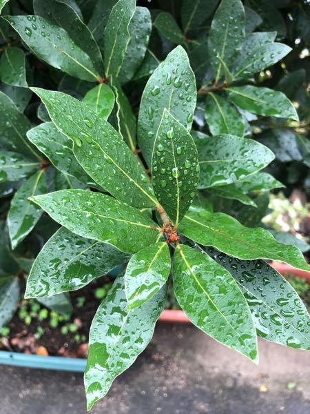 ハエトリソウ 食虫植物 の花について ハエトリソウに花芽がついて Yahoo 知恵袋