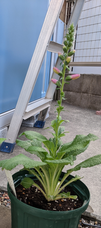 １０ ５に植えたジギタリスの苗です 片方に花芽がついているのですが 早 Yahoo 知恵袋