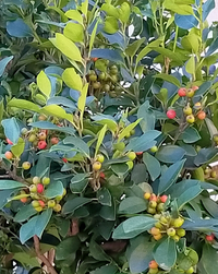 秋に赤い実のなる庭木の名前が知りたいお世話になります 夫の実家 神奈川 Yahoo 知恵袋