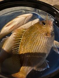 この魚は何の魚ですか マダイの幼魚で 通所チャリコと呼ばれてます Yahoo 知恵袋