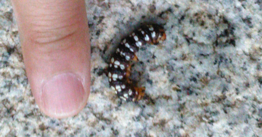 虫の幼虫だと思いますが これは何でしょうか お花 ヒガンバナ の球根の Yahoo 知恵袋