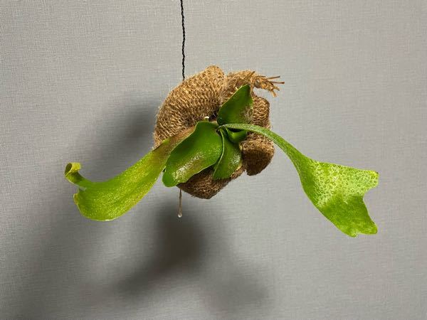 急募】枯れかかってるビカクシダの原因と復活の仕方について教