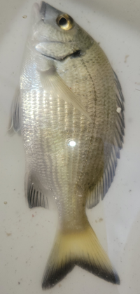 魚 釣りに詳しい方教えてくださいこの魚の名前を教えてほしいです 食べれ Yahoo 知恵袋