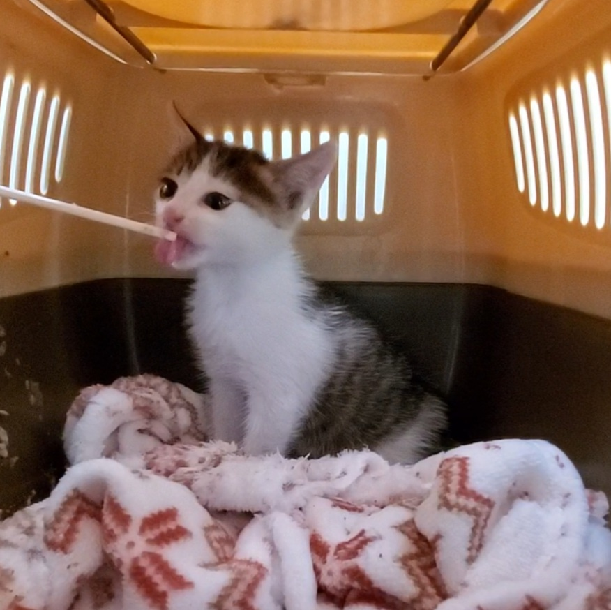 保護した猫を飼いたいのですが、妻に反対されます。理由は、家が 