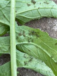鍋にアブラムシ浮いてたら食べるの止めますか たまに白菜についてる Yahoo 知恵袋