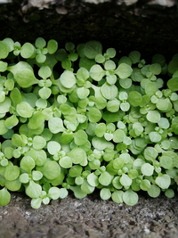 庭に生えているこの植物の名前を教えて下さい 葉っぱは1センチ Yahoo 知恵袋