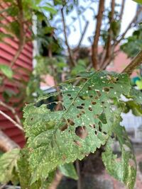 さくらんぼの木です 気づいたらもうすぐ落葉する葉っぱが虫食い だ Yahoo 知恵袋
