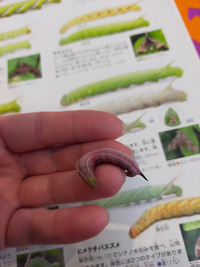 この ピンク色の幼虫は何の幼虫でしょうか サイズは小さく 背 Yahoo 知恵袋