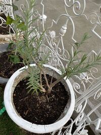 頂き物の苗があるのですが 本人も寄せ植えが成長した物と言うこ Yahoo 知恵袋