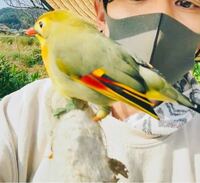先程 畑でとても綺麗なこの鳥が 懐いてきたのですが キセキレ Yahoo 知恵袋