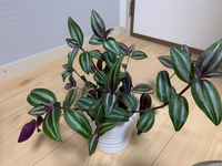 この植物の名前を教えてください トラディスカンティア ゼブリナとい Yahoo 知恵袋