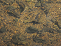 鮎で有名な大きな川の支流の支流で 住宅地を流れる川幅１０メー Yahoo 知恵袋