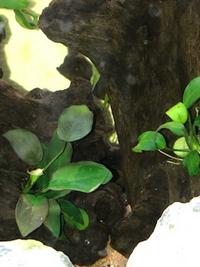 水槽を立ち上げ アヌビアスナナを入れて1か月程度なのですが Yahoo 知恵袋