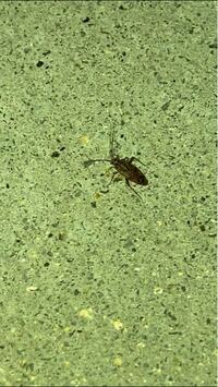 今日お家に出たこの赤ちゃん虫はゴキブリですか 教えて 住まいの先生 Yahoo 不動産