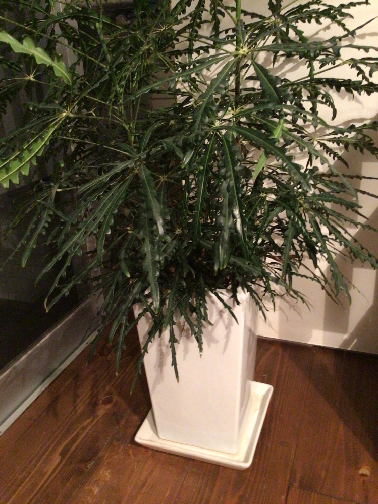 この観葉植物の名前はなんですか 買って半年くらいなんですが 葉っぱから Yahoo 知恵袋