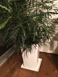 この観葉植物の名前はなんですか 買って半年くらいなんですが 葉っぱから Yahoo 知恵袋