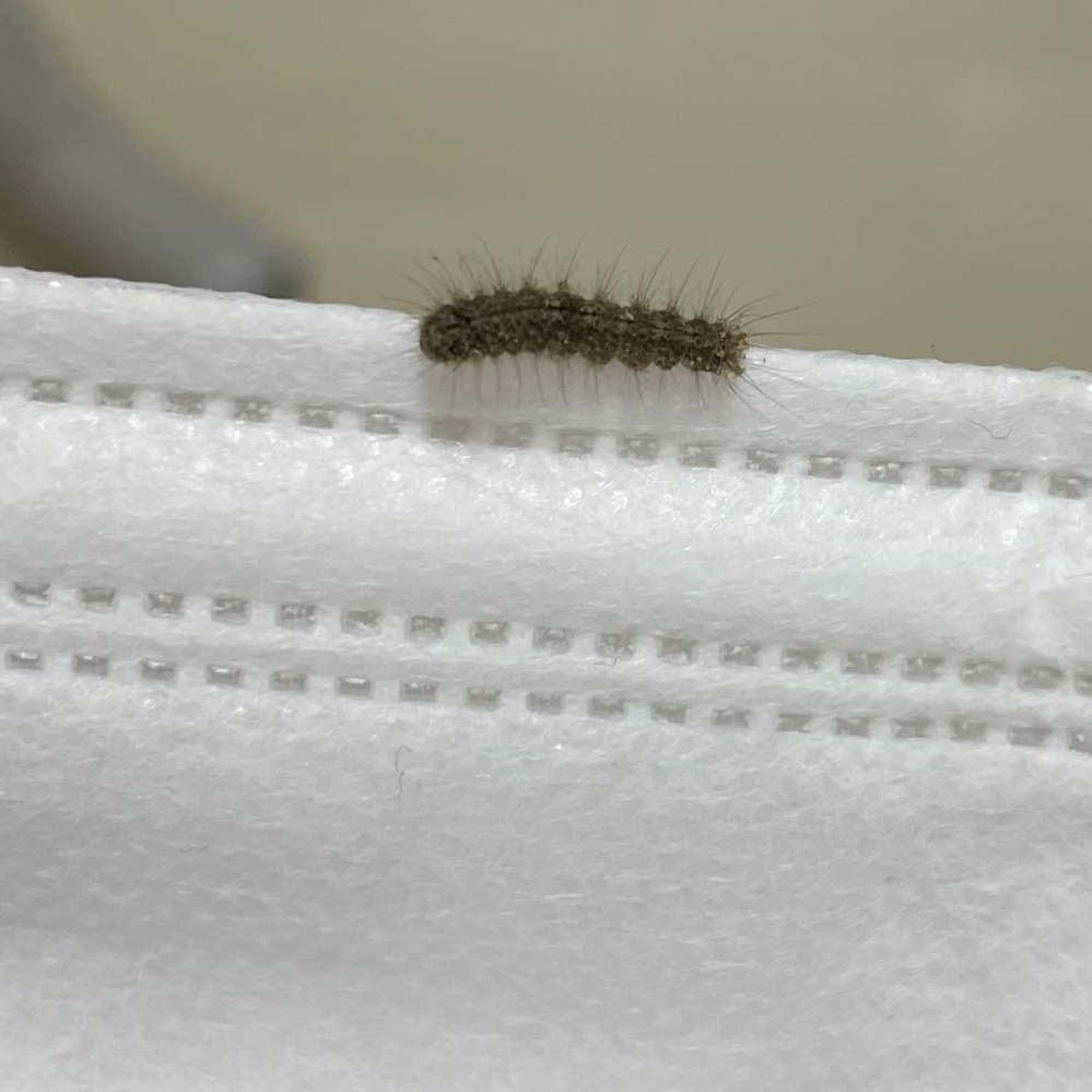 最近２日連続でこの毛虫が部屋に出ました この虫はなんという虫 Yahoo 知恵袋