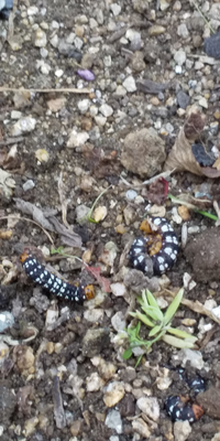 この虫の駆除の仕方を教えて下さい ハマオモトヨトウという蛾の幼虫です Yahoo 知恵袋