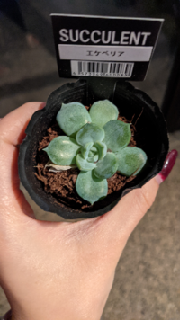 Candoで購入した多肉植物のエケベリアなのですがエケベリアのなんの品 Yahoo 知恵袋
