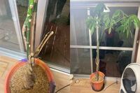 観葉植物のパキラについて質問です 写真の様に 猫に折ら Yahoo 知恵袋