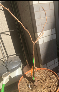 薔薇の夏剪定 しない派の方はいらっしゃいますか バラの剪定をされ Yahoo 知恵袋