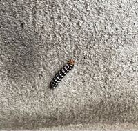 庭に ハマオモトヨトウという幼虫が 大量発生しています 昨日 Yahoo 知恵袋