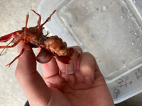 ザリガニも酸欠になると死んでしまいますか たとえば 1っぴき飼いが基本 Yahoo 知恵袋