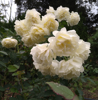 この白い薔薇の品種名はわかりますか？

先月、京都府立植物園のバラ園で撮ったのですが。
下にバラの名札があって見たのですが、失念してしまいました。 品種名、おわかりでしたら教えて下さいませ。
よろしくお願い致します。