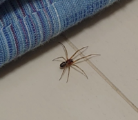 この蜘蛛足広げて2センチくらいだったんですけどやばいやつですか？ 