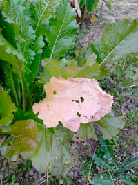 野沢菜の病気について自家用に育てる 野沢菜の葉っぱが黄色くな Yahoo 知恵袋