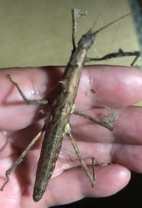 すみません このカマキリに似た虫の名前教えてください トゲナナフ Yahoo 知恵袋