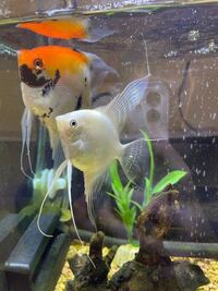 至急誰か分かる方お願いします エンジェルフィッシュが昨日水草に身 Yahoo 知恵袋