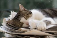 至急 大学生男でlineのアイコンが猫はきついですか Yahoo 知恵袋