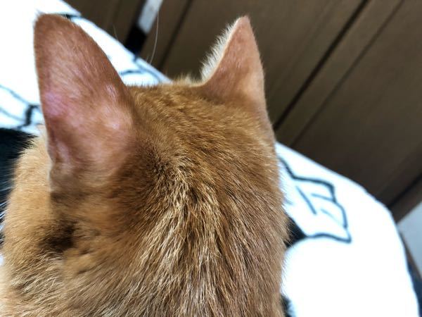 猫に詳しい方に質問です。 - 今気づいたのですが、猫の耳の裏が画像の 