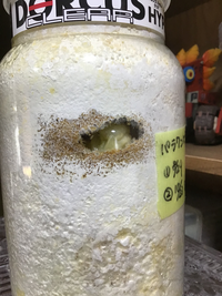 カブクワの専門店で6月割り出しと書いてあるパラワンの幼虫買いました。菌糸瓶覗いたら蛹にこんなに早く蛹になるもんなんですか？ 