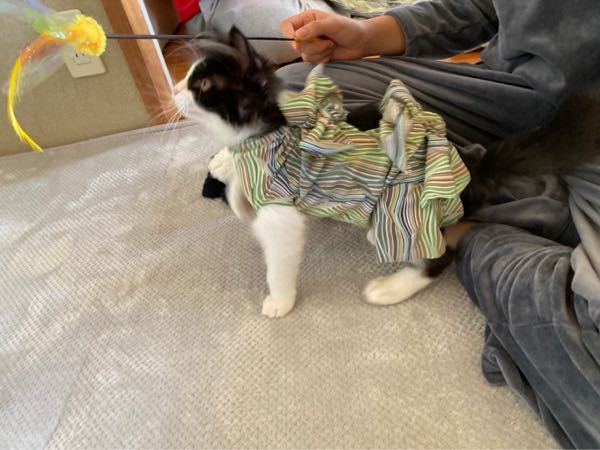 子猫のお腹の傷について、相談させてください。 - 2ヶ月前に 